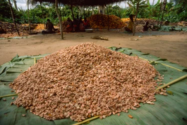 Un grand tas de fèves de cacao (Genre : Theobroma, espèce : cacao), déjà fermentées