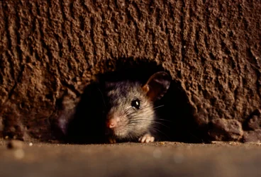 Gros plans de rats bruns, attus norvegicus