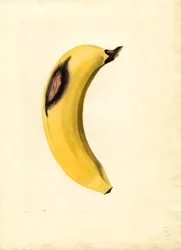 Banane (Musa) (aquarelle)