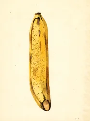 Banane (Musa) (aquarelle)