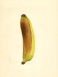 Banane (Musa) (aquarelle)