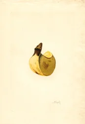 Banane (Musa) (aquarelle)