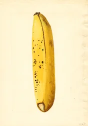 Banane (Musa) (aquarelle)
