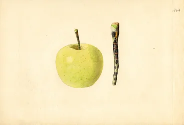Pomme Golden Delicious ( Malus domestica) (aquarelle)
