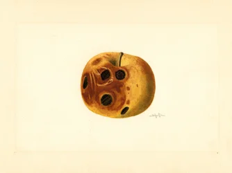 Pomme Grimes ( Malus domestica) (aquarelle)