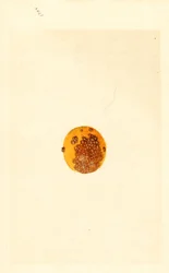 Orange (Poncirus trifoliata) (aquarelle)