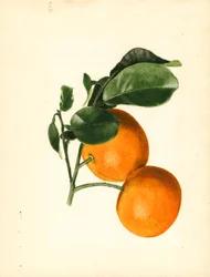 Oranges (Citrus aurantium : Sour x 2/3) (aquarelle)