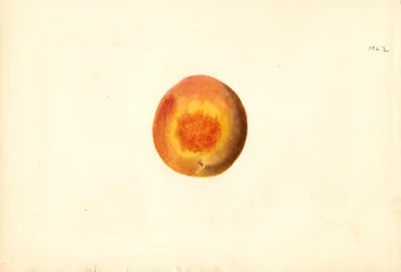 Pêche ( Prunus persica : Elberta) (aquarelle)
