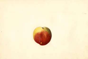Pêche ( Prunus persica : Elberta) (aquarelle)
