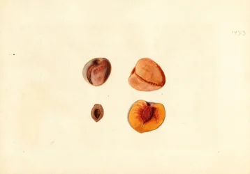 Pêches ( Prunus persica : Hutchkins) (aquarelle)