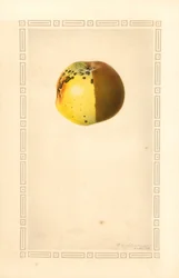 Pomme rousse (Malus domestica) (aquarelle)
