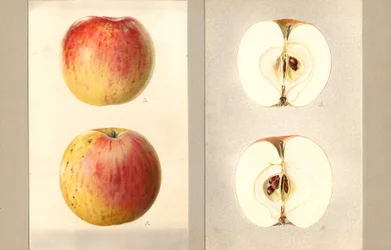 Pommes de juin Wilson (Malus domestica) (aquarelle)