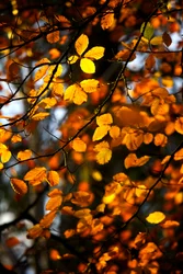 Feuilles d