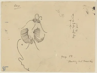 Papillon (recto) ; Fragment de papillon (verso)