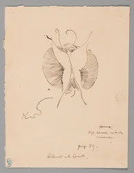 Papillon (recto) ; Fragment de papillon (verso)