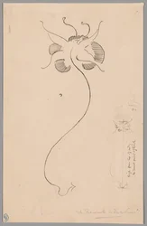 Papillon (recto) ; Étude de papillon (verso)
