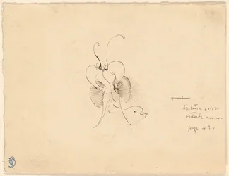 Papillon