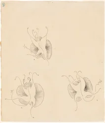 Trois papillons