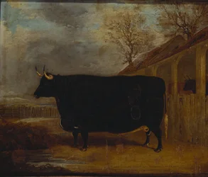 Un taureau noir près d