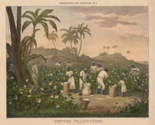 Progrès du coton : #1 - Plantation de coton