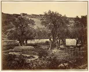 Le jardin de Gethsémani