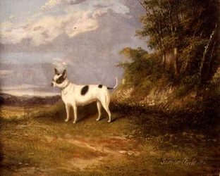 Un terrier dans un paysage