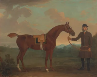 Vieux renard tenu par un marié