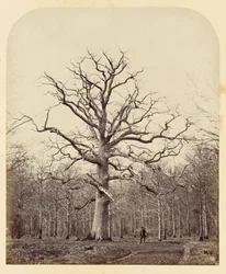 Le chêne de la reine Anne