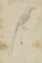 Un oiseau