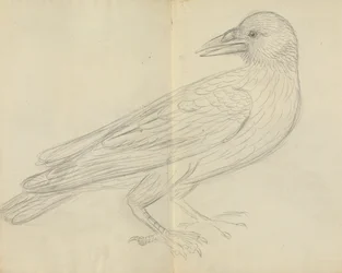Un Corbeau