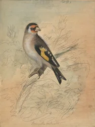 Un chardonneret élégant