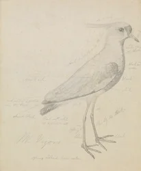 Un vanneau