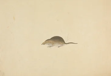 Une musaraigne