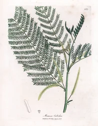 Acacia à cachou - Catechu, Acacia catechu