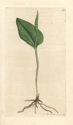 Langue de serpent, Ophioglossum vulgatum