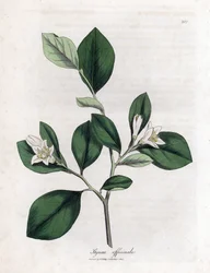 Styrax officinal, Styrax officinalis