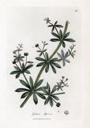 Gaillet gratteron, Galium aparine