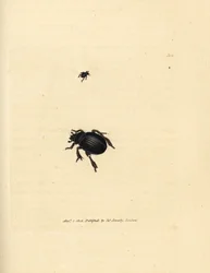 Aphodius arenarius (Scarabaeus ovalis)