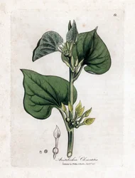 Aristoloche clématite