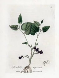 Aristoloche variée - Aristolochia serpentaria. Gravure à la main d