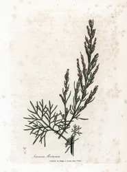 Aurone ou citronnelle ou armoise citronnelle - Southernwood, Artemisia abrotanum. Gravure à la main d