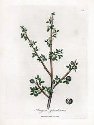 Baumier de La Mecque ou baumier de Galaad - Baumier de La Mecque, Commiphora gileadensis. Gravure à la main en couleur d