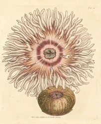 Anémone perle, Actinia equina