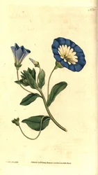 Belle de jour ou liseron tricolore, illustration botanique de James Sowerby du Botanical Magazine de William Curtis