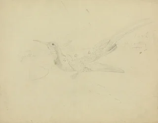 Oiseau de paradis