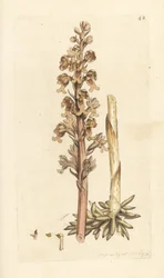 Orchis nid d