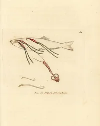 Copépode parasite sur l