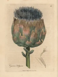Artichaut à fleurs bleues et pourpres, Cynara scolymus