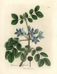 Guaiacum officinale à fleurs bleues