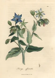 Borago officinalis